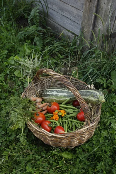 Panier plein de légumes de jardin — Photo