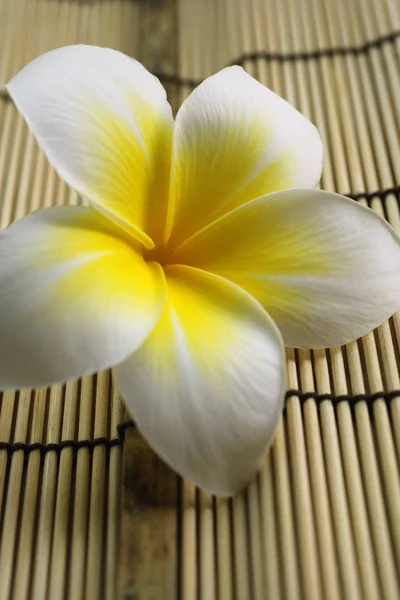 Flor de Frangipani de cerca — Foto de Stock