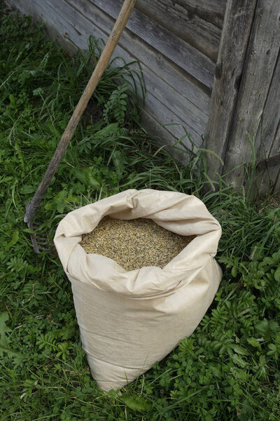 back of seeds and garden tool