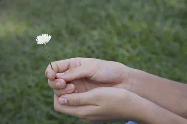 Mani che tengono il fiore — Foto Stock