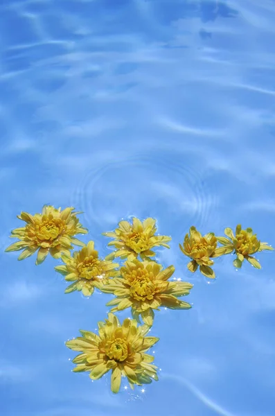 Flores amarillas flotando en la piscina — Foto de Stock