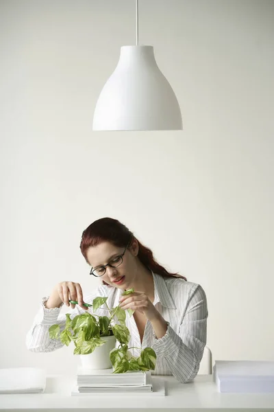 Vrouw snoeien plant — Stockfoto