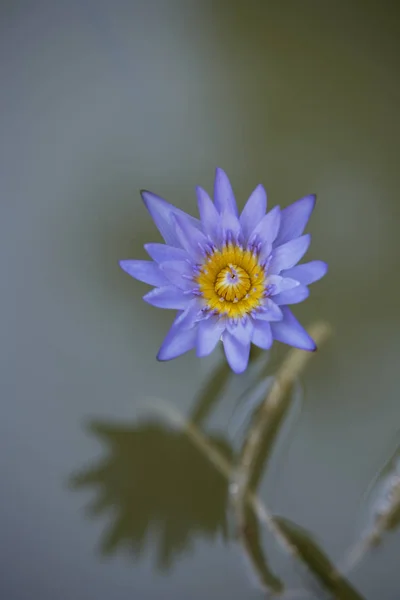 Fleur de lotus en fleur — Photo