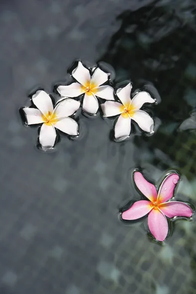 Flor flotante de flingipani — Foto de Stock
