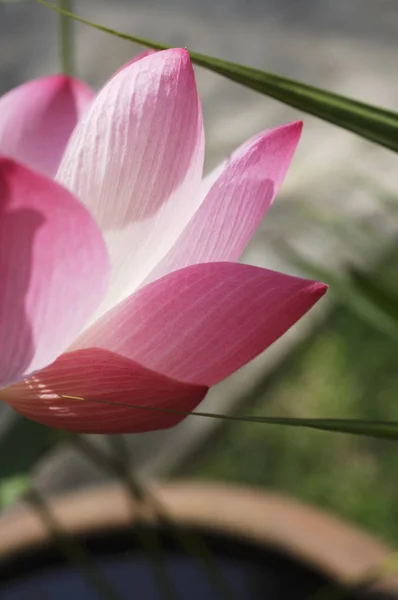 Bunga teratai merah muda Stok Foto