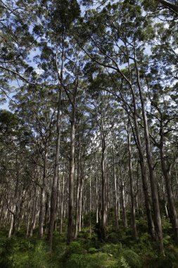 Ormandaki yeşil ağaçlar