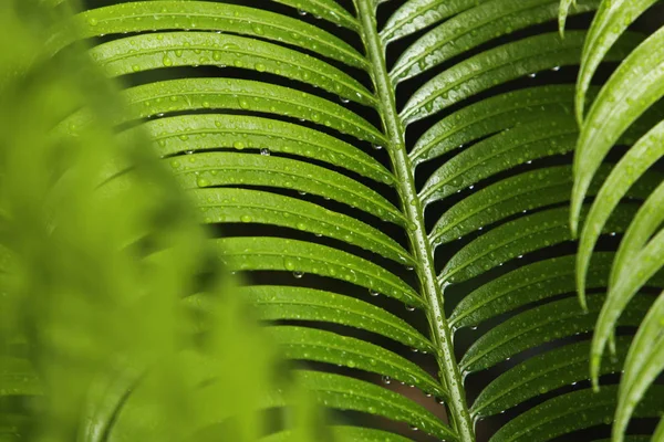 Piękne liście tropikalny — Zdjęcie stockowe