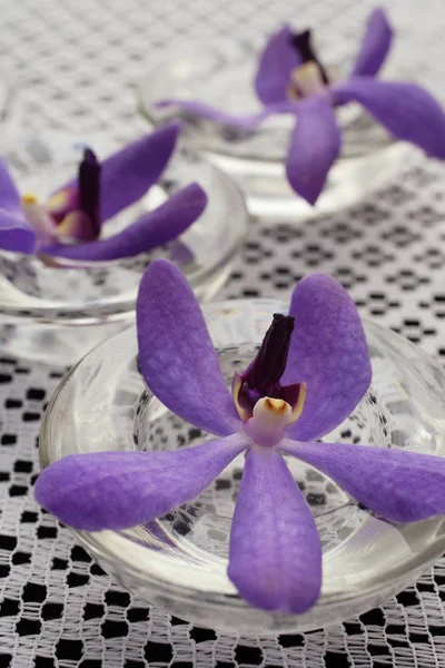 Orquídeas púrpuras flores — Foto de Stock