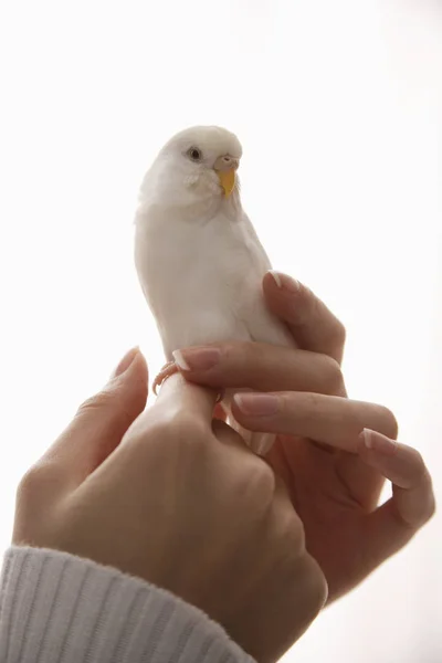 Woman with white parot — Stock Image Woman with white parot Stock Image