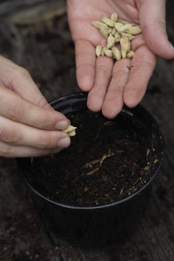 tohumlar insan elinde