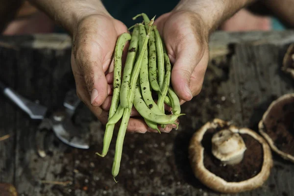 Kacang di tangan manusia — Stok Foto