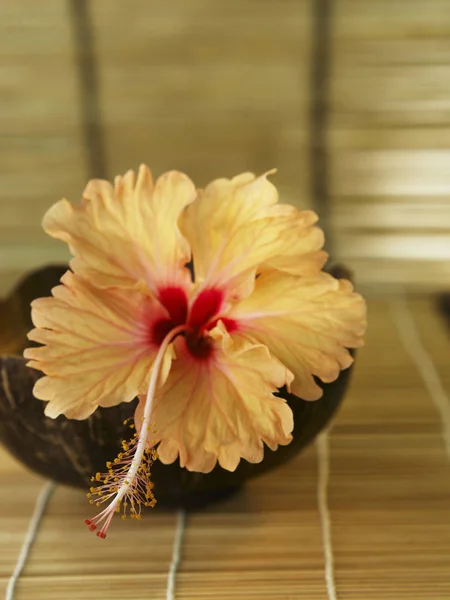Różowa orchidea kwiecie — Zdjęcie stockowe