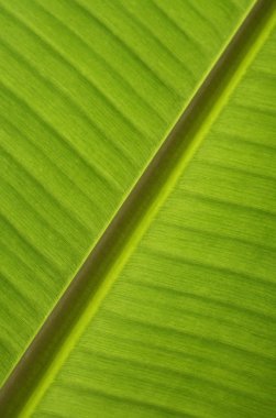 yeşil muz yaprağı