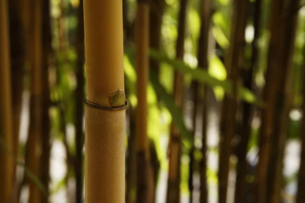 Hastes de bambu com folhas verdes — Fotografia de Stock