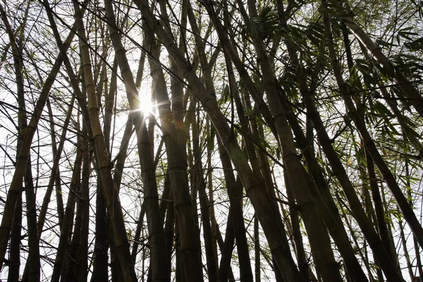 Hastes de bambu com folhas verdes — Fotografia de Stock