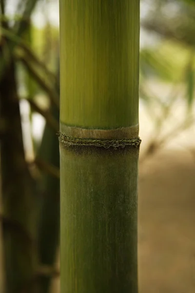 Čerstvý zelený bambus — Stock fotografie