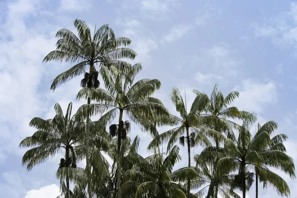 Palmy z nieba — Zdjęcie stockowe