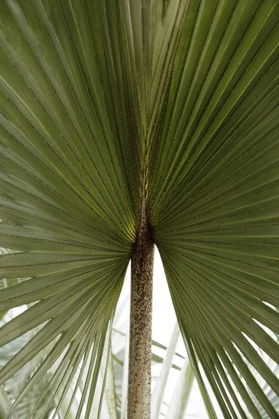 Пальмовый лист Стоковое Фото