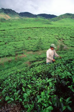 Bandung, çay plantasyon