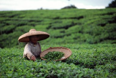 Bandung, çay plantasyon
