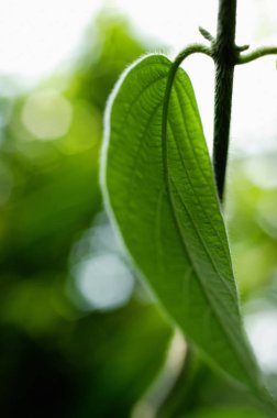 Tropikal yaprağın kapağını kapat