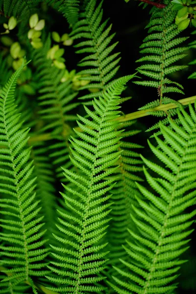 Primo piano delle foglie tropicali — Foto Stock