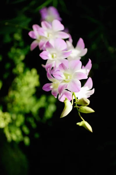 Tige de fleurs roses d'orchidée — Photo