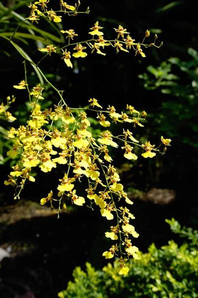 Tige de fleurs jaunes d'orchidée — Photo