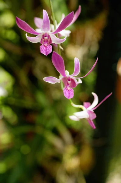 Fleurs d'orchidée sur une tige — Photo