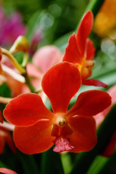 Flores vermelhas da orquídea — Fotografia de Stock