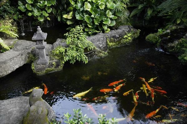 Koi-Fische im Teich — Stockfoto