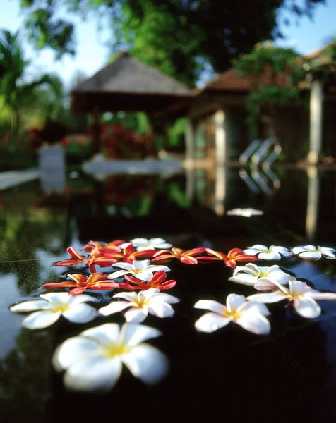 Frangipani fleurs dans l'eau — Photo