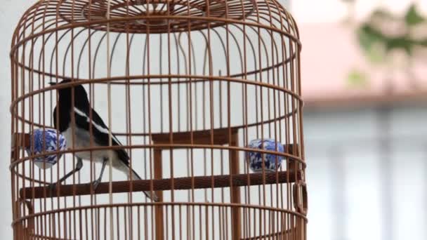 Pájaro en jaula de bambú al aire libre — Vídeos de Stock