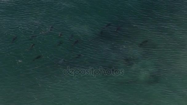 Delfines nadando cerca de la superficie del agua — Vídeo de stock