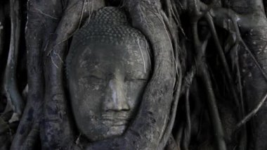 Yüz taş Buda ağacında