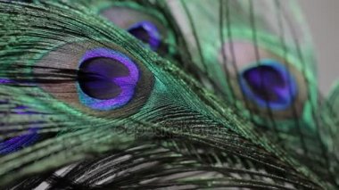 tavuskuşu tüyleri kapanıyor