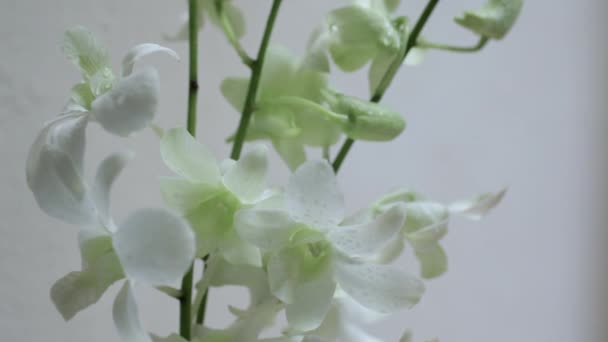 Vita orkidéer mot vit bakgrund — Stockvideo