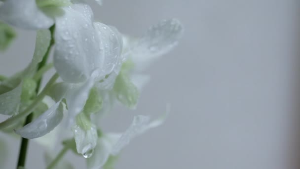 Gotas de água em orquídeas — Vídeo de Stock