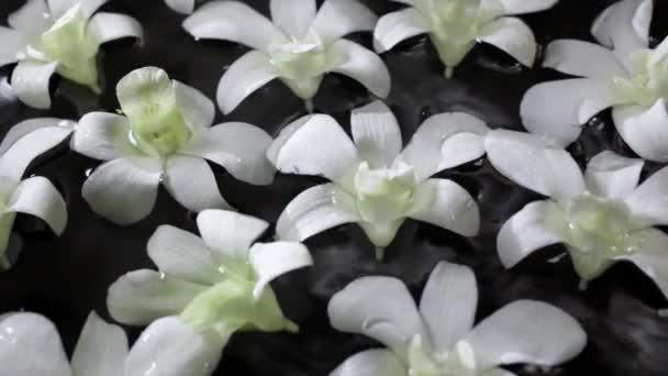 Orquídeas flotando en el agua — Vídeos de Stock