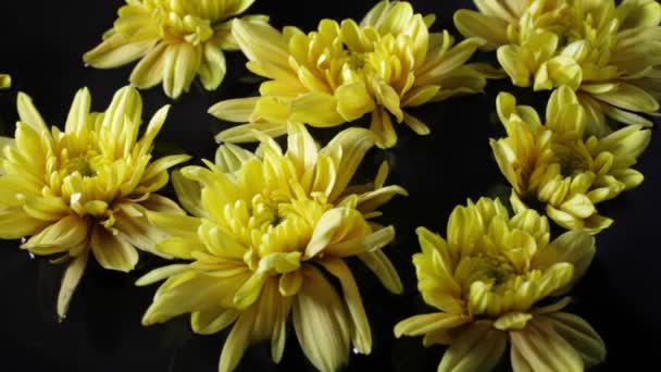 Chrysanthemums floating on water — Stock Video
