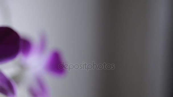 Orquídeas púrpuras florecientes — Vídeo de stock