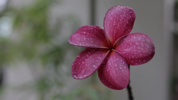 Gotas de lluvia sobre flor de frangipani — Vídeos de Stock