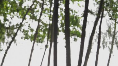  Ağaçları ile yürüyen kadın 