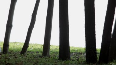 Uzun beyaz elbiseli ws kadın