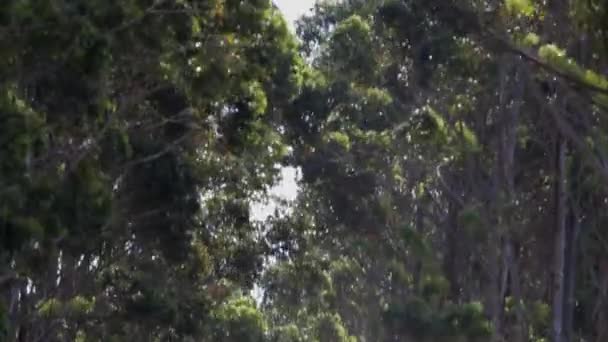 Навес деревьев, дующих на ветру — стоковое видео