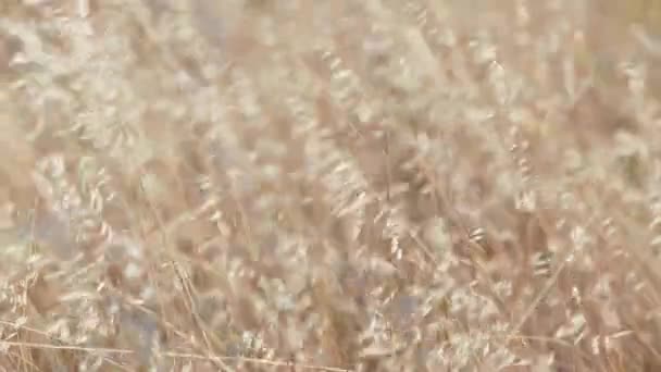 Tarwe in het veld waait uit wind — Stockvideo