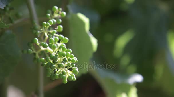 Young grapes hanging off vine — Stock Video