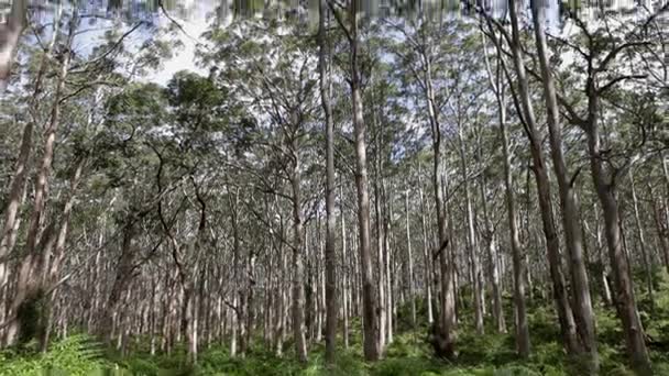 Canopée de forêt / Australie 