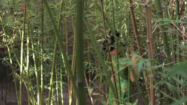 Mujer caminando a través de árboles de bambú — Vídeos de Stock