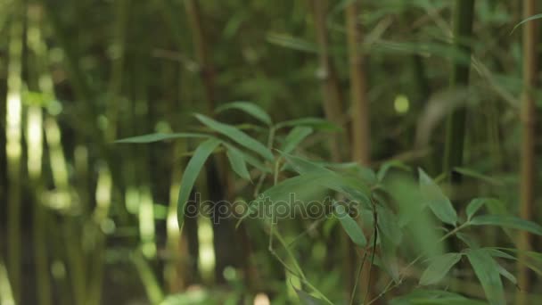 Mulher andando entre e tocando árvores de bambu — Vídeo de Stock